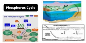 Phosphorus Cycle – Definition, Steps, Examples, Significance, and Human Impacts