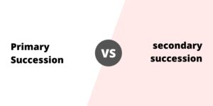 Differences between Primary and Secondary Succession – Primary vs Secondary Succession