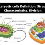 Prokaryotic cells Definition, Structure, Characteristics, Division.