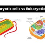 Difference Between Prokaryotic cell and Eukaryotic Cell - Prokaryotic cells vs Eukaryotic Cells
