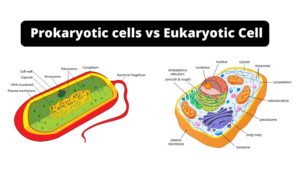 Difference Between Prokaryotic cell and Eukaryotic Cell – Prokaryotic cells vs Eukaryotic Cells