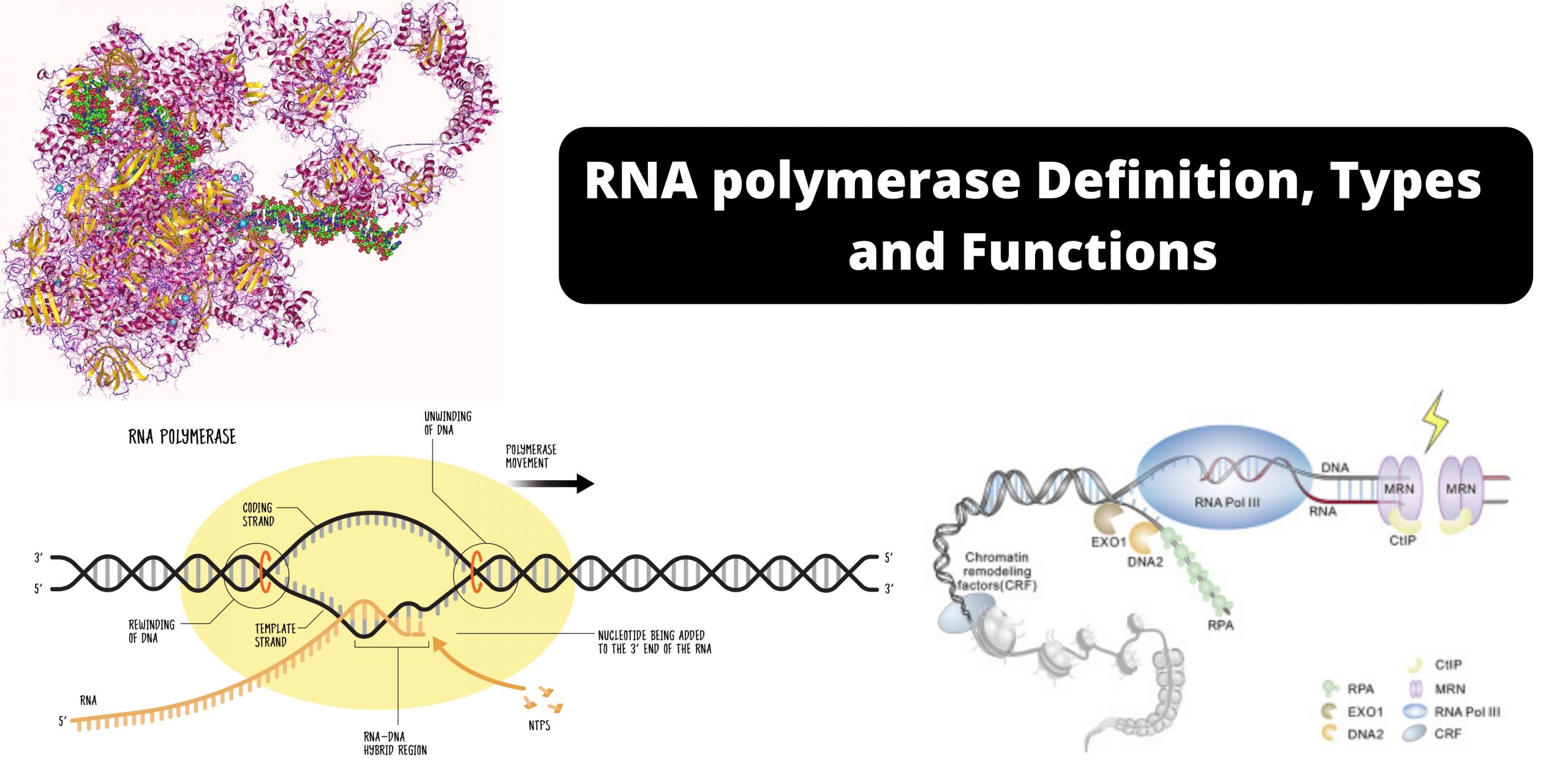 RNA polymerase Definition, Types, and Functions