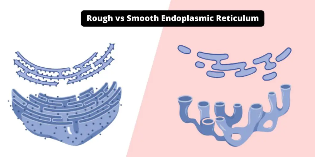 Rough vs Smooth Endoplasmic Reticulum - Biology Notes Online