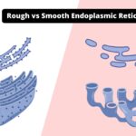 Rough vs Smooth Endoplasmic Reticulum