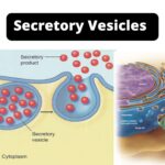 Secretory Vesicles scaled 1