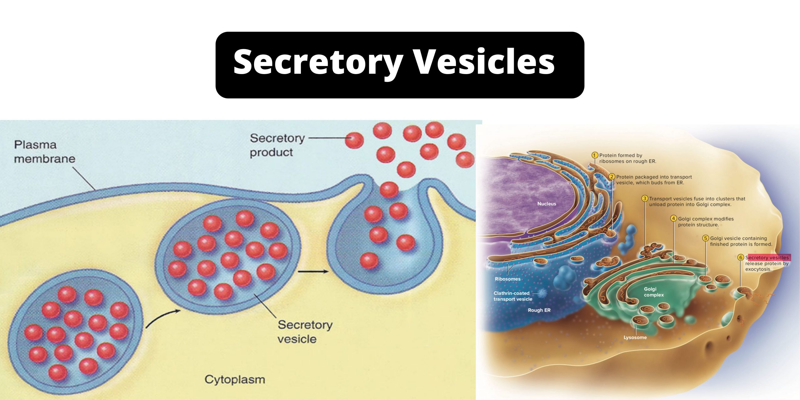 Secretory Vesicles scaled 1