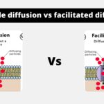 Difference Between Simple Diffusion and Facilitated Diffusion - Simple diffusion vs facilitated diffusion