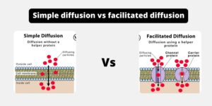 Difference Between Simple Diffusion and Facilitated Diffusion – Simple diffusion vs facilitated diffusion
