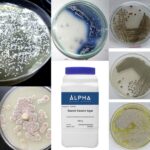 Starch Casein Agar (SCA)- Composition, Principle, Preparation