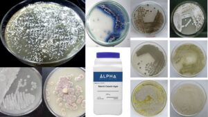 Starch Casein Agar (SCA) – Composition, Principle, Preparation