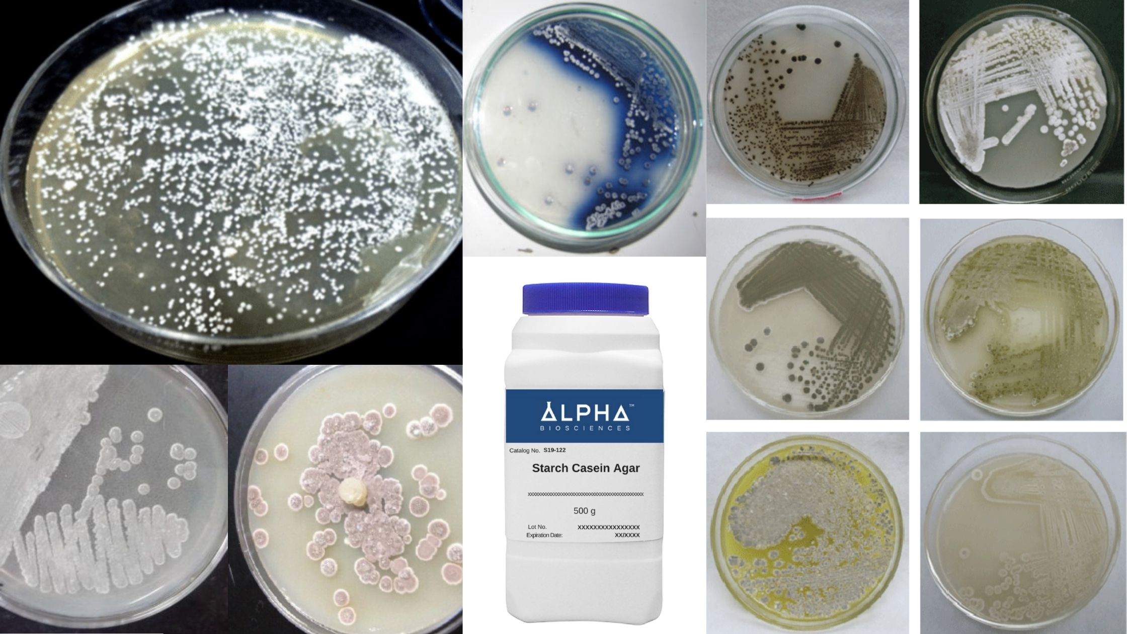 Starch Casein Agar (SCA)- Composition, Principle, Preparation