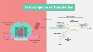 Differences between Transcription and Translation – Transcription vs Translation