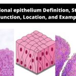 Transitional epithelium Definition, Structure, Function, Location, and Example