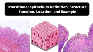 Transitional epithelium – Definition, Structure, Function, Location, and Example