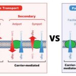 Difference Between Active Transport and Passive Transport - Active vs Passive Transport