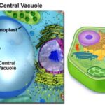 Vacuole Staining - Observation of Vacuoles under Microscope