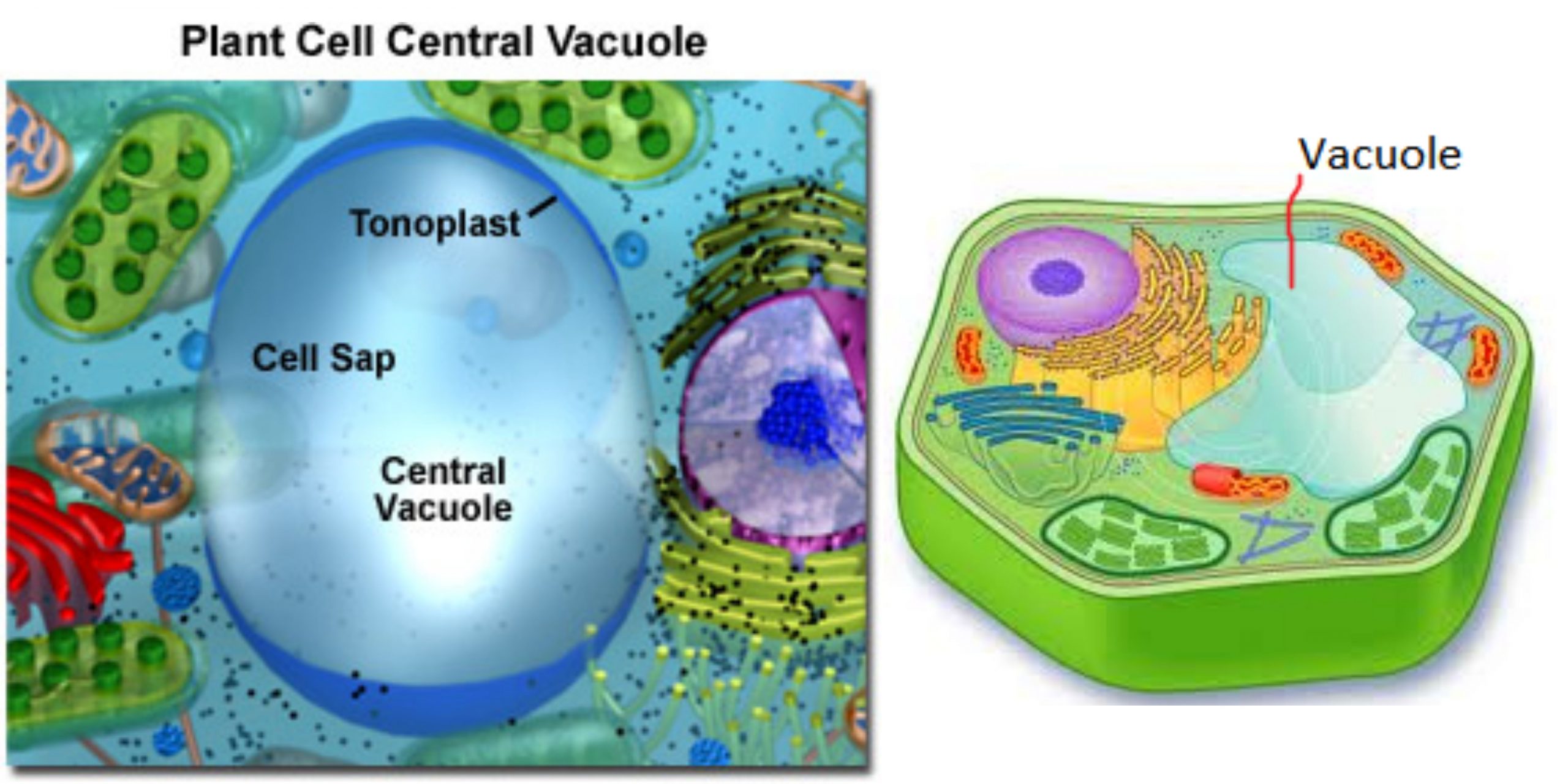 Vacuole Staining - Observation of Vacuoles under Microscope