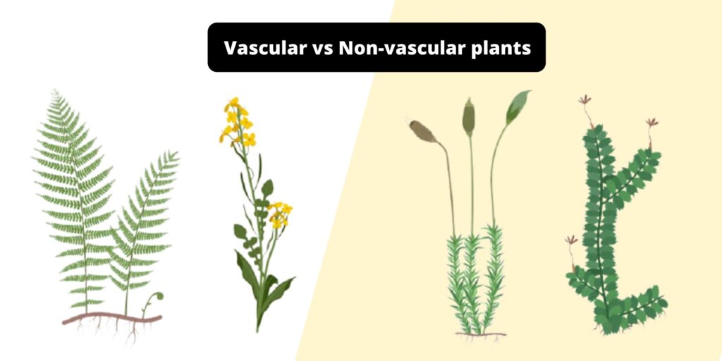 Difference between Vascular and Non-vascular plants - Vascular vs Non ...