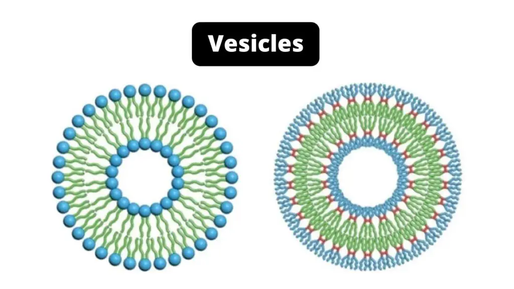 Vesicles - Definition, Structure, Types, and Functions - Biology Notes ...