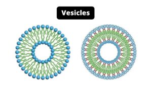 Vesicles – Definition, Structure, Types, and Functions