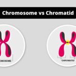 Difference Between Chromosome and Chromatid - Chromosome vs Chromatid