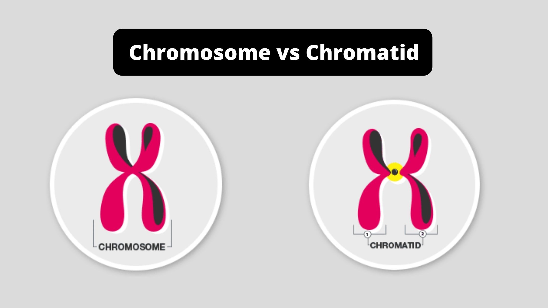 Difference Between Chromosome and Chromatid - Chromosome vs Chromatid