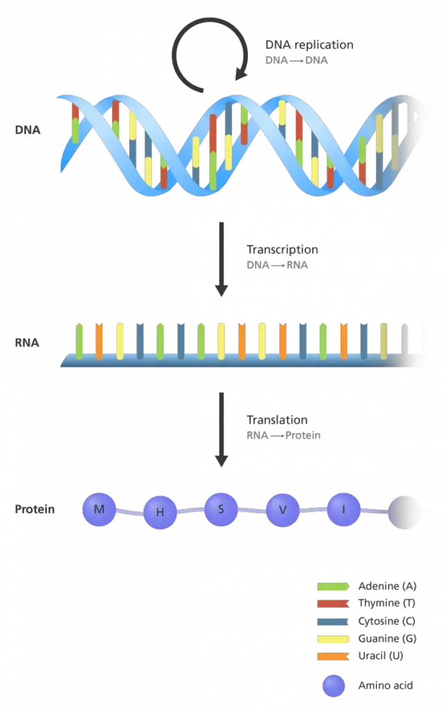 What is the 'Central Dogma'?