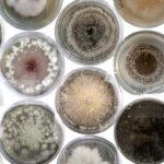 Common Fungal Culture Media and Their Uses