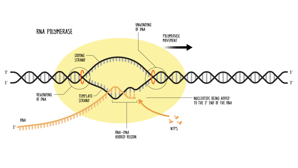 RNA Polymerase - Structure, Definition, Types, and Functions - Biology ...