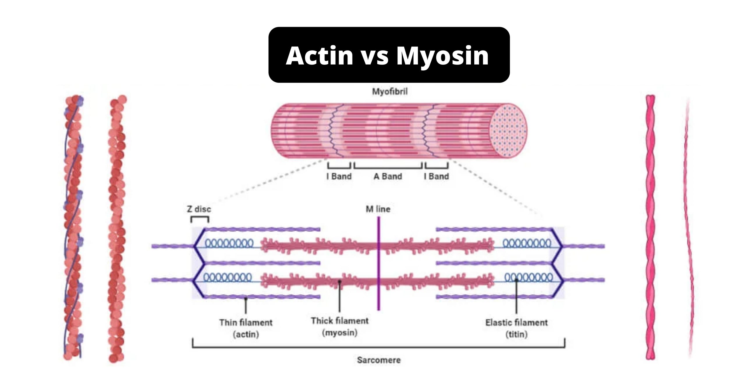 Differences Between Actin and Myosin - Actin vs Myosin