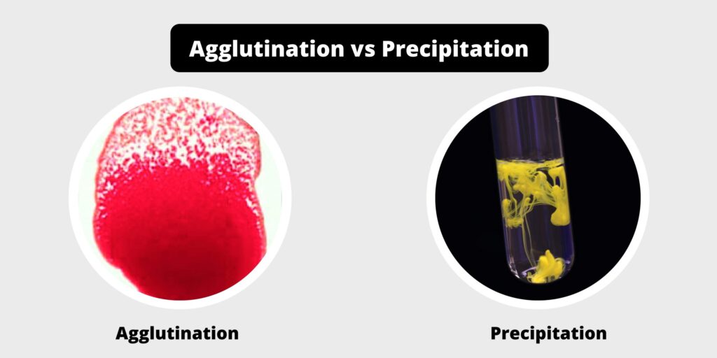 Differences Between Agglutination and Precipitation - Biology Notes Online