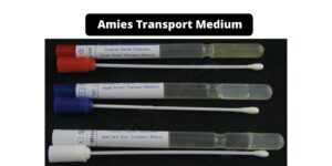 Amies Transport Medium – Composition, Principle, Preparation, Results, Uses