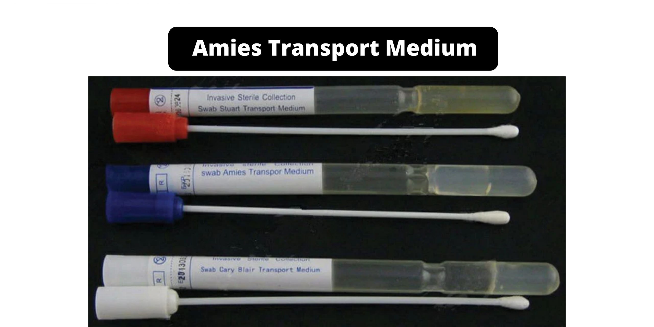 Amies Transport Medium - Composition, Principle, Preparation, Results, Uses