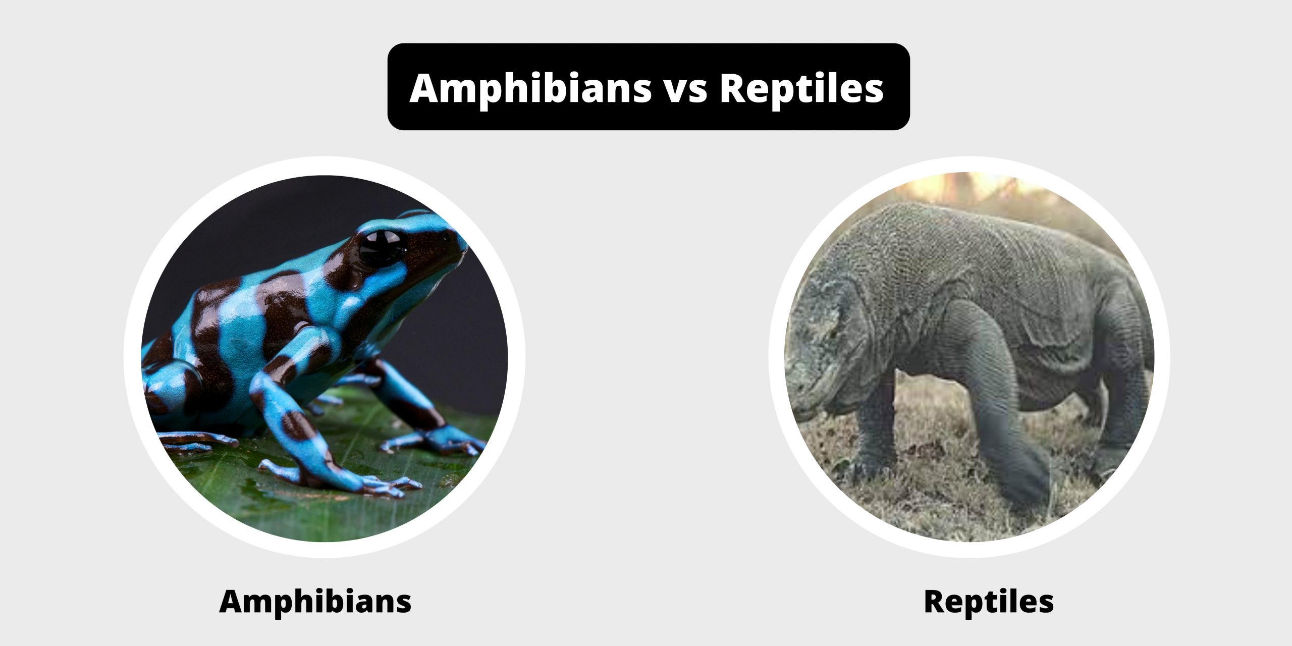 Differences Between Amphibians and Reptiles - Amphibians vs Reptiles