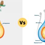 Differences between Angiosperm and Gymnosperm - Angiosperm vs Gymnosperm