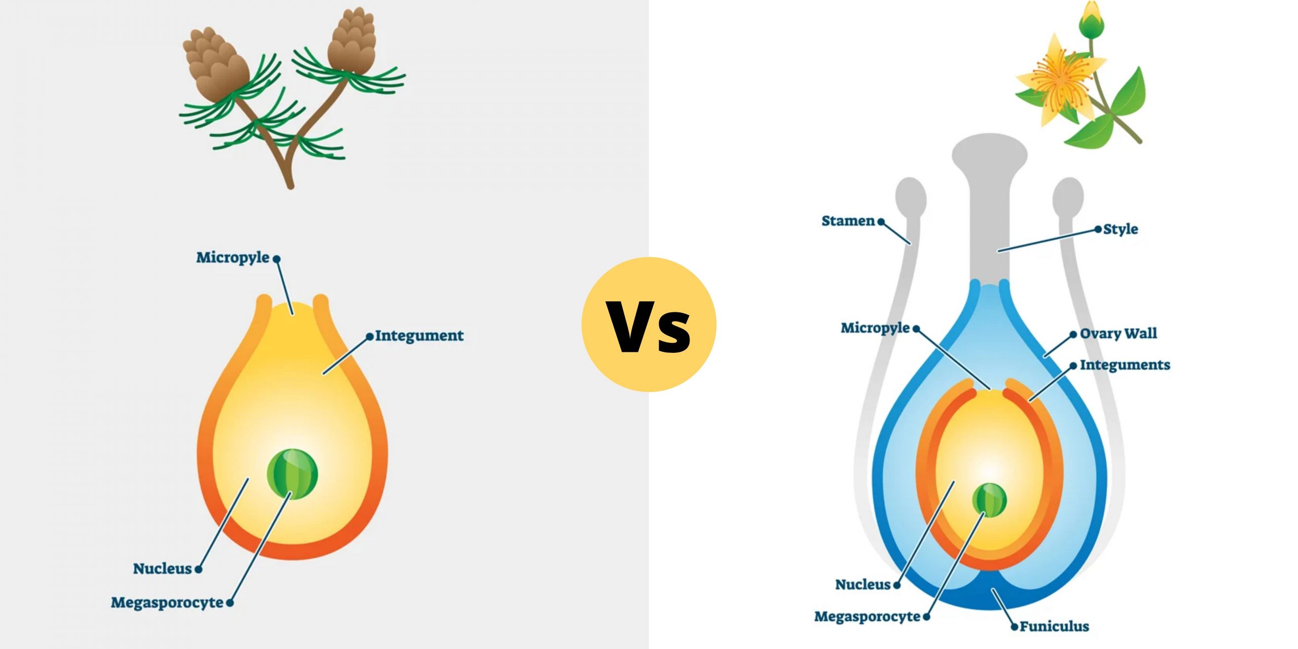 Differences between Angiosperm and Gymnosperm - Angiosperm vs Gymnosperm