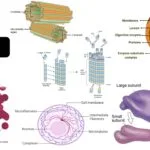 Animal Cell Labeled Diagram, Structure, Types, Functions