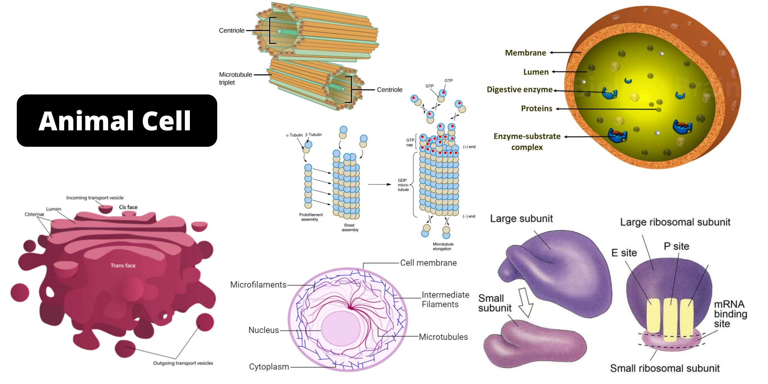 Animal Cell Labeled Diagram, Structure, Types, Functions