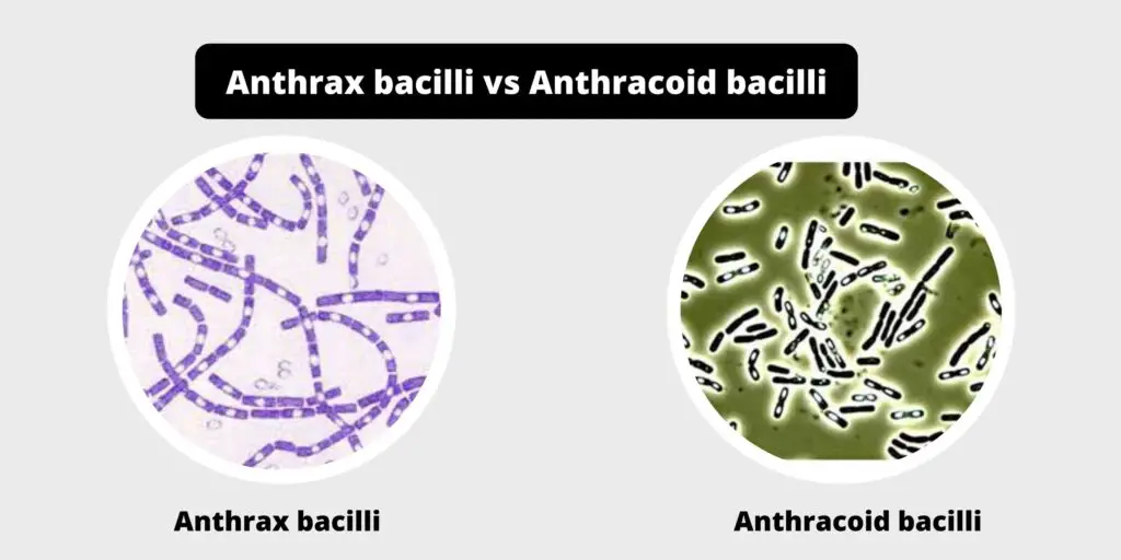 Differences between Anthrax bacilli and Anthracoid bacilli - Biology ...