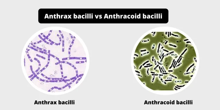 Differences between Anthrax bacilli and Anthracoid bacilli