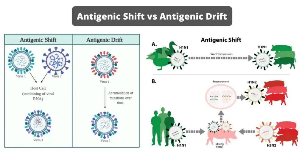 Differences Between Antigenic Shift and Antigenic Drift - Biology Notes ...