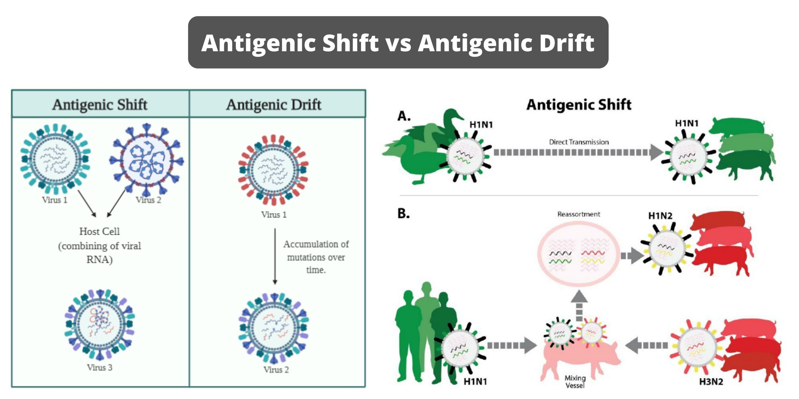 Differences Between Antigenic Shift and Antigenic Drift