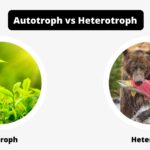 Differences Between Autotroph and Heterotroph