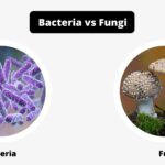 Differences Between Bacteria and Fungi - Bacteria vs Fungi