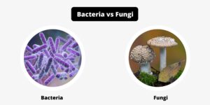 Differences Between Bacteria and Fungi – Bacteria vs Fungi