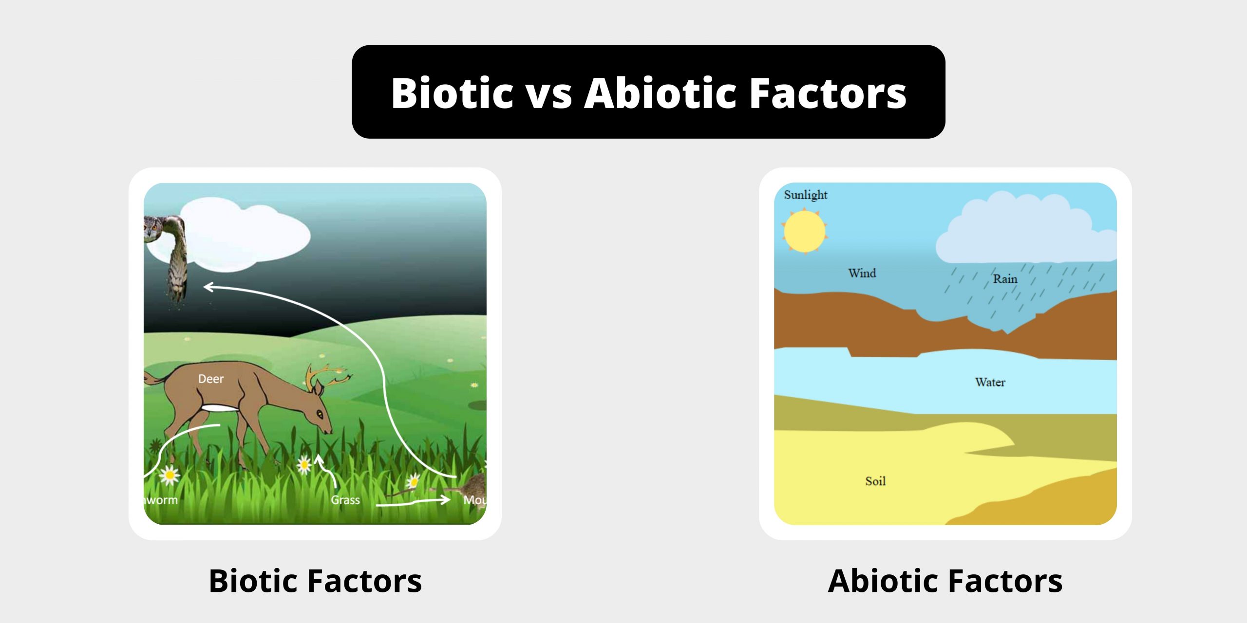 Difference Between Biotic and Abiotic Factors - Biotic vs Abiotic Factors