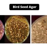 Bird Seed Agar (Staibs Medium) Composition, Principle, Preparation
