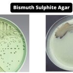 Bismuth Sulphite Agar (BSA) - Composition, Principle, Preparation, Results, Uses