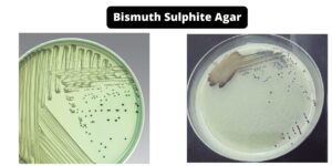 Bismuth Sulphite Agar (BSA) – Composition, Principle, Preparation, Results, Uses