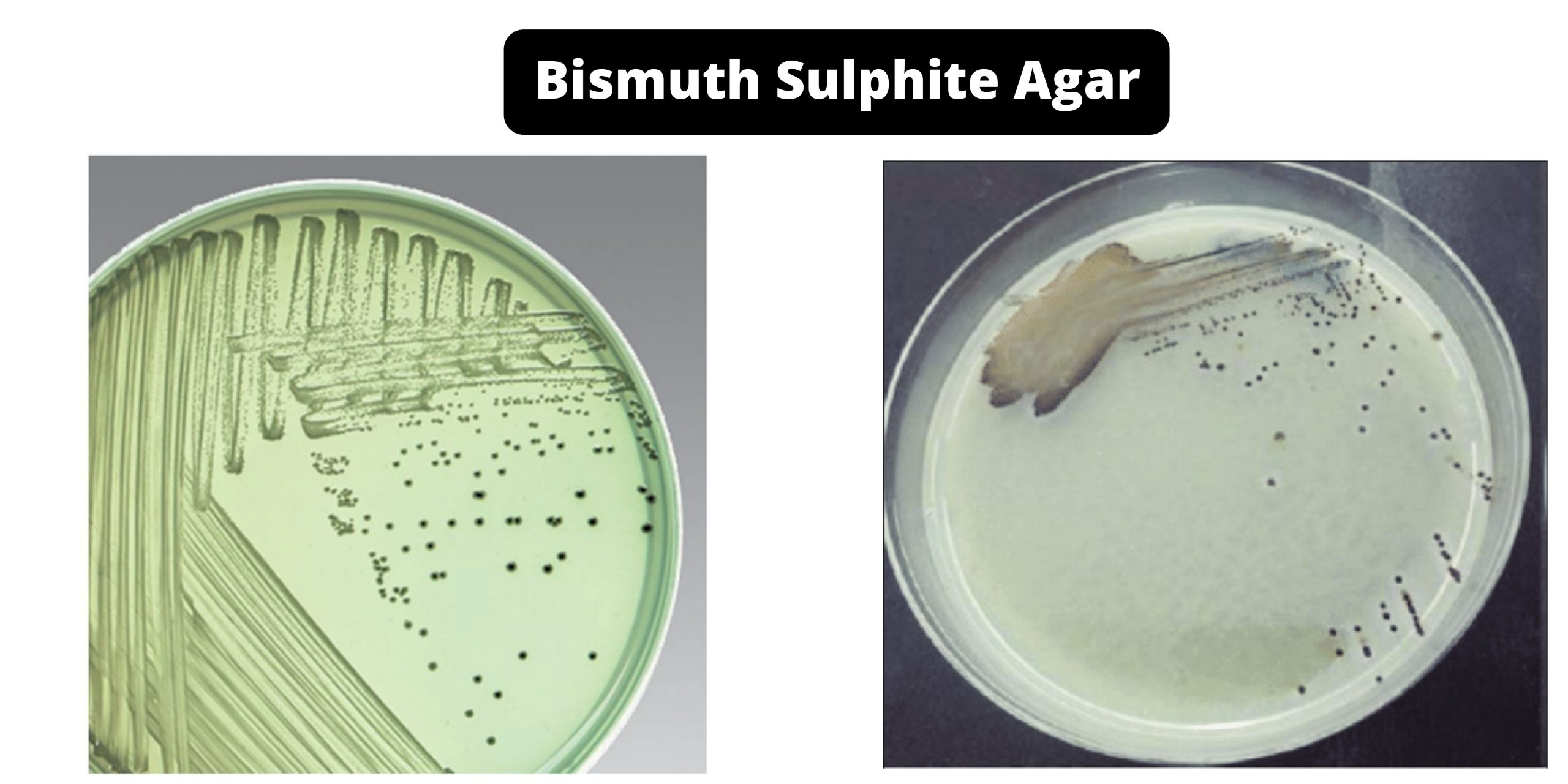 Bismuth Sulphite Agar (BSA) - Composition, Principle, Preparation, Results, Uses